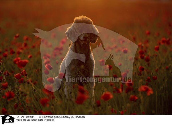 Kleinpudel Rde / male Royal Standard Poodle / AH-06681