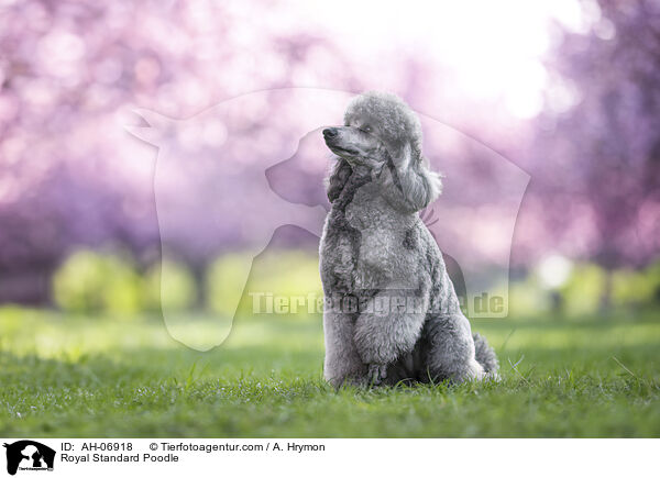 Royal Standard Poodle / AH-06918