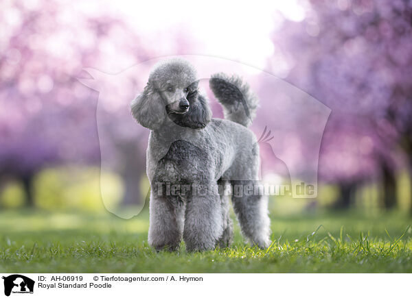 Royal Standard Poodle / AH-06919