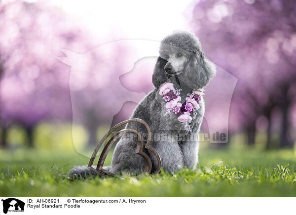 Royal Standard Poodle / AH-06921