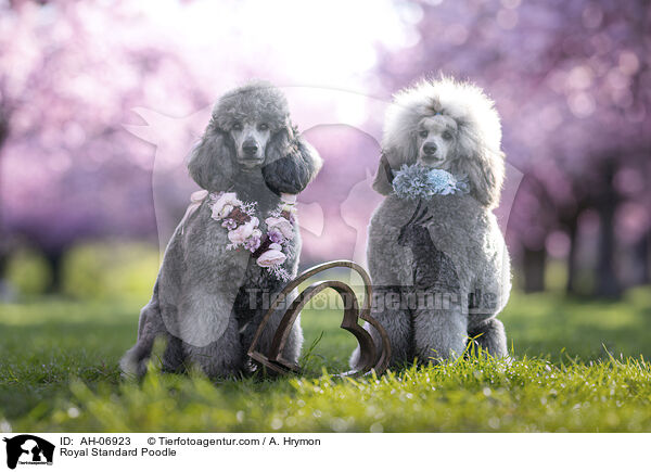 Royal Standard Poodle / AH-06923
