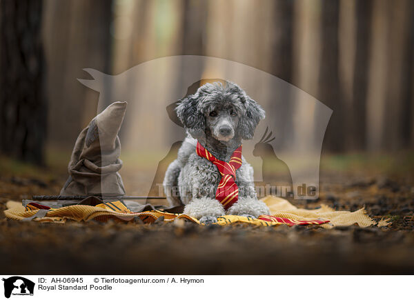 Kleinpudel / Royal Standard Poodle / AH-06945