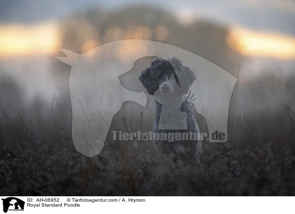 Kleinpudel / Royal Standard Poodle / AH-06952