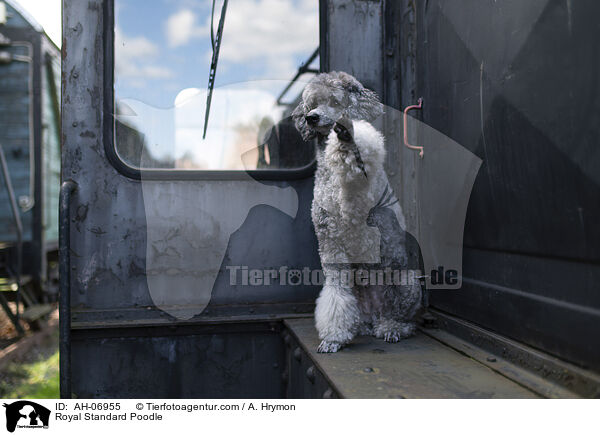 Kleinpudel / Royal Standard Poodle / AH-06955