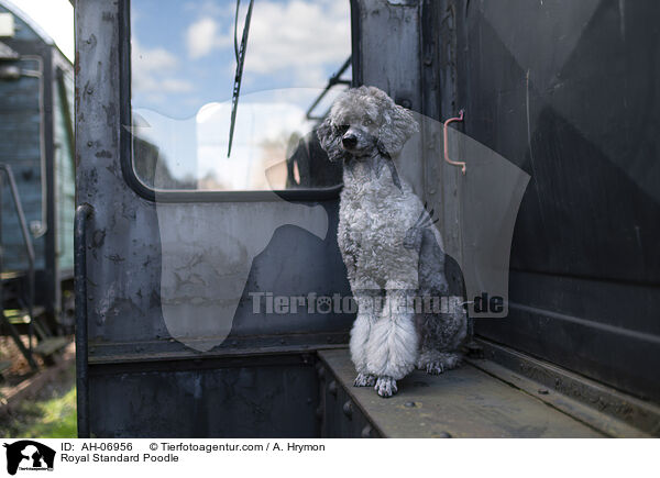 Kleinpudel / Royal Standard Poodle / AH-06956