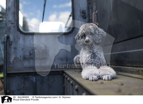 Kleinpudel / Royal Standard Poodle / AH-06958