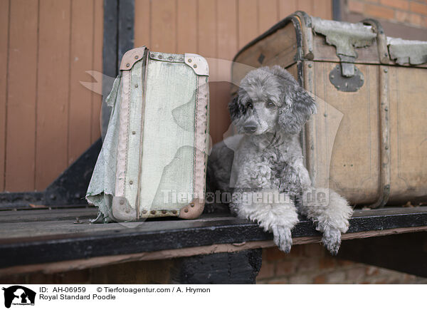 Kleinpudel / Royal Standard Poodle / AH-06959
