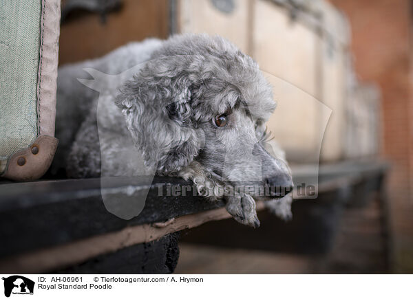 Kleinpudel / Royal Standard Poodle / AH-06961
