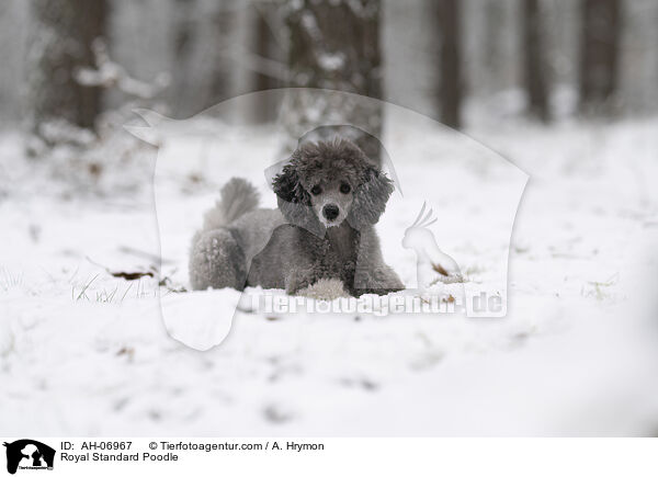 Kleinpudel / Royal Standard Poodle / AH-06967