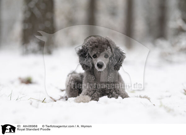 Kleinpudel / Royal Standard Poodle / AH-06968