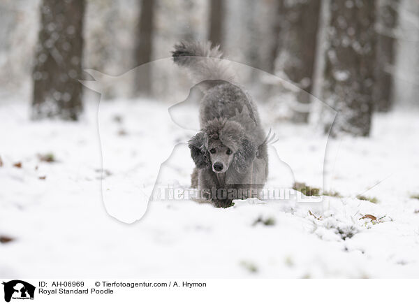 Royal Standard Poodle / AH-06969