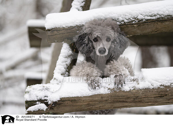Kleinpudel / Royal Standard Poodle / AH-06971