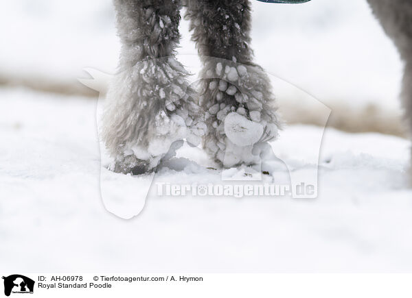 Kleinpudel / Royal Standard Poodle / AH-06978