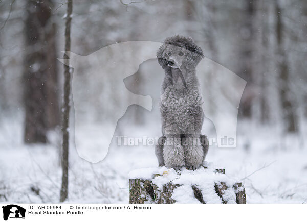 Kleinpudel / Royal Standard Poodle / AH-06984