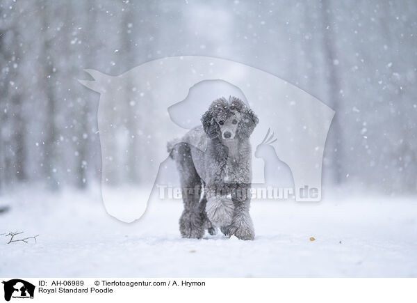 Royal Standard Poodle / AH-06989