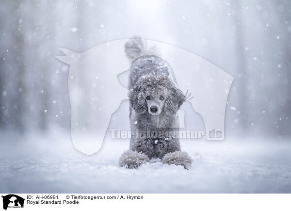 Kleinpudel / Royal Standard Poodle / AH-06991