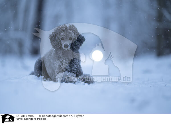 Kleinpudel / Royal Standard Poodle / AH-06992