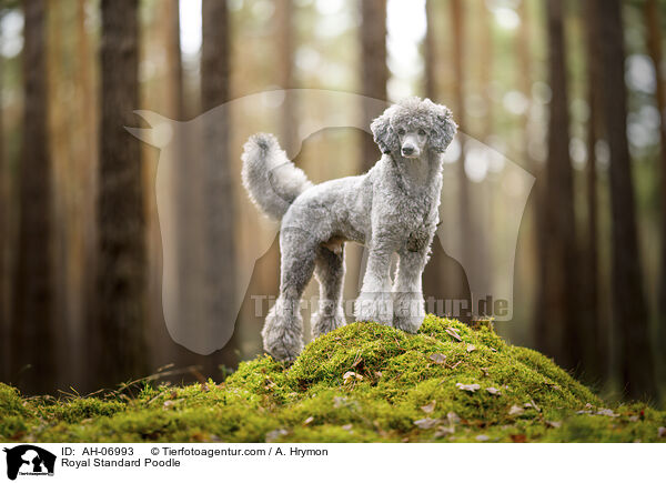 Kleinpudel / Royal Standard Poodle / AH-06993