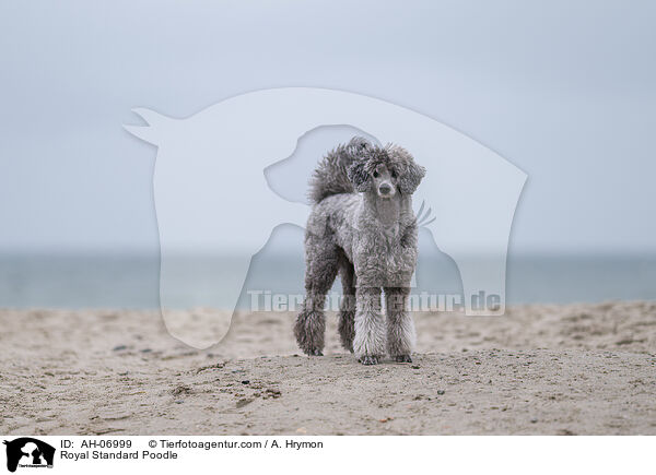 Kleinpudel / Royal Standard Poodle / AH-06999