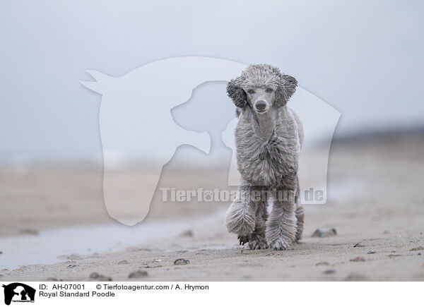 Kleinpudel / Royal Standard Poodle / AH-07001