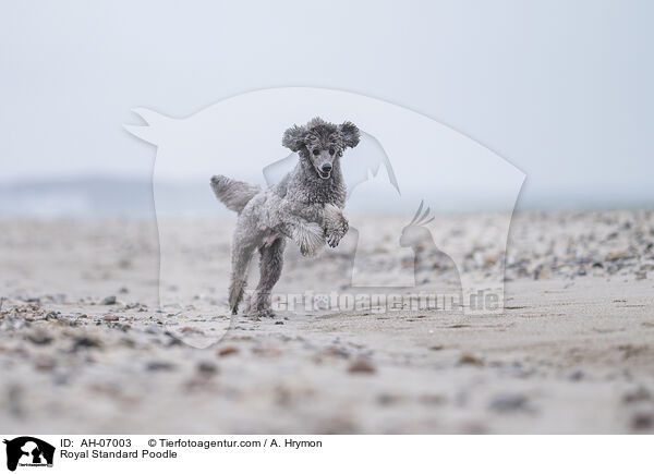 Kleinpudel / Royal Standard Poodle / AH-07003