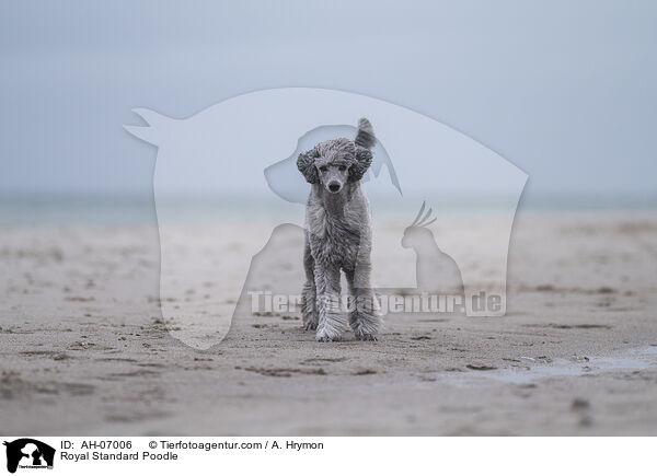 Royal Standard Poodle / AH-07006