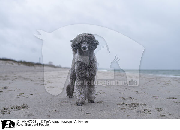 Royal Standard Poodle / AH-07008