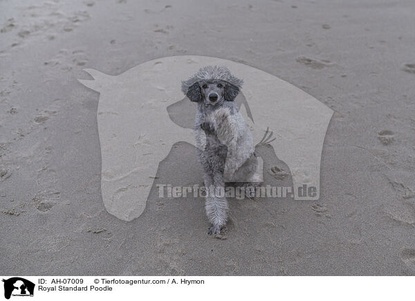 Royal Standard Poodle / AH-07009