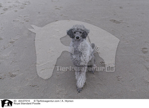 Kleinpudel / Royal Standard Poodle / AH-07010