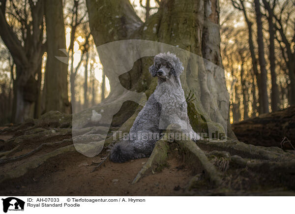 Kleinpudel / Royal Standard Poodle / AH-07033
