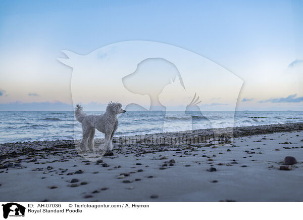 Kleinpudel / Royal Standard Poodle / AH-07036