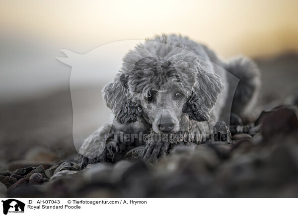 Kleinpudel / Royal Standard Poodle / AH-07043