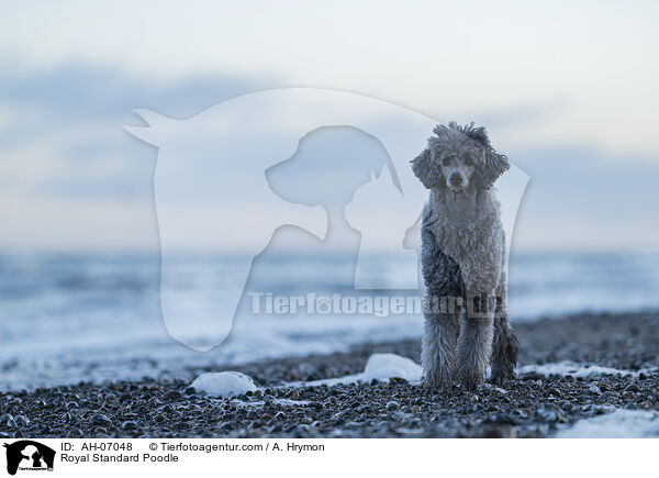 Kleinpudel / Royal Standard Poodle / AH-07048
