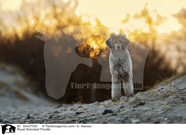 Kleinpudel / Royal Standard Poodle / AH-07050