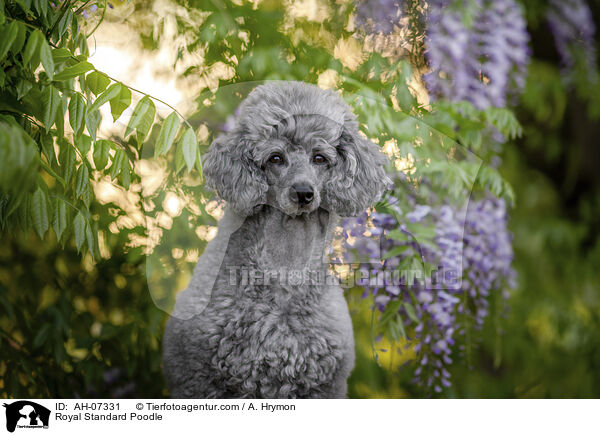 Kleinpudel / Royal Standard Poodle / AH-07331