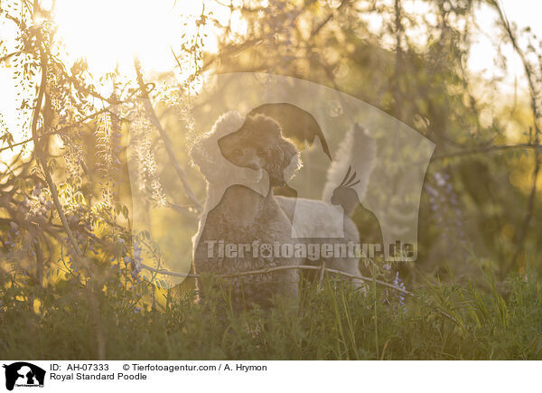 Kleinpudel / Royal Standard Poodle / AH-07333