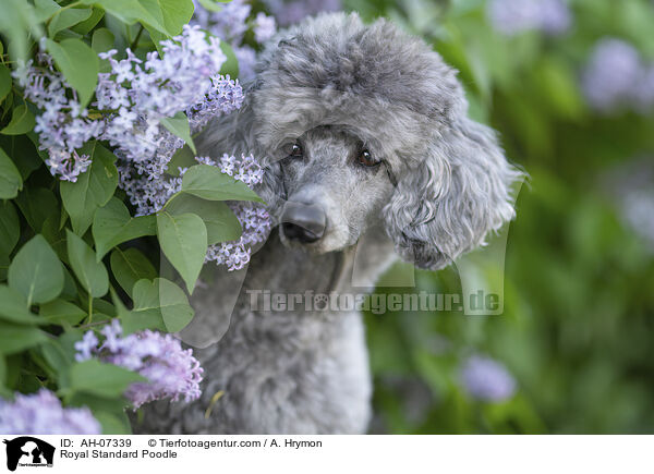 Kleinpudel / Royal Standard Poodle / AH-07339