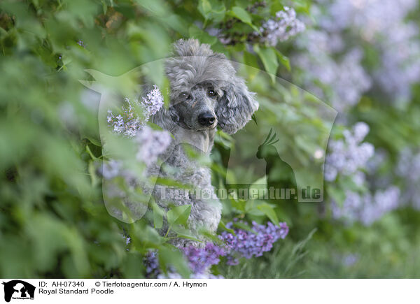 Kleinpudel / Royal Standard Poodle / AH-07340
