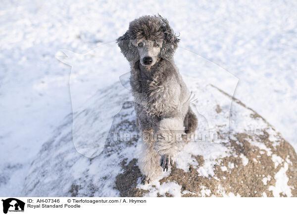 Kleinpudel / Royal Standard Poodle / AH-07346
