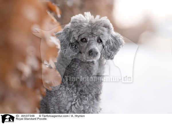 Kleinpudel / Royal Standard Poodle / AH-07348