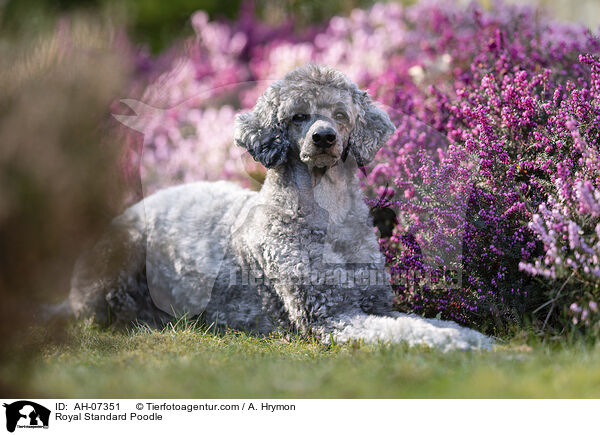 Kleinpudel / Royal Standard Poodle / AH-07351