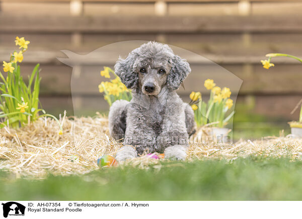 Kleinpudel / Royal Standard Poodle / AH-07354