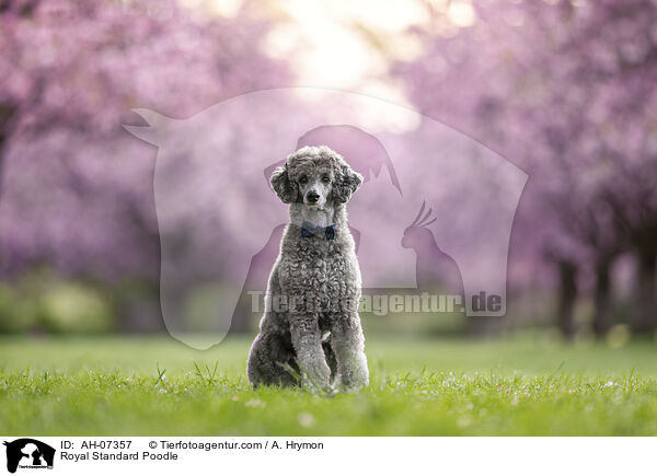 Kleinpudel / Royal Standard Poodle / AH-07357