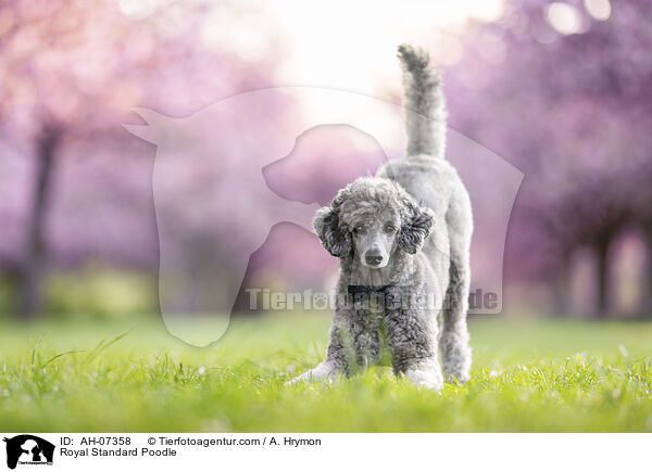 Kleinpudel / Royal Standard Poodle / AH-07358