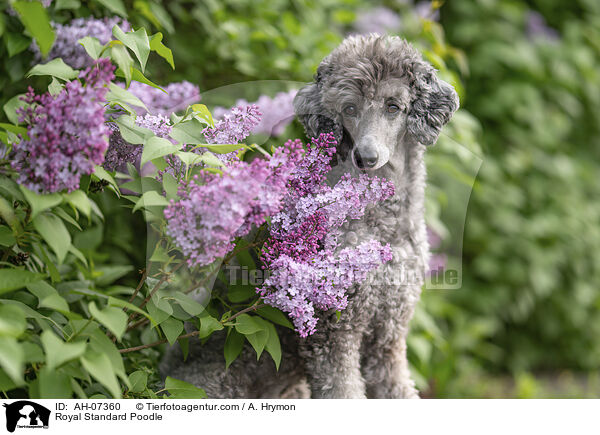 Kleinpudel / Royal Standard Poodle / AH-07360