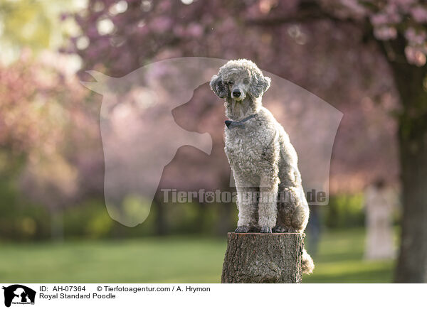 Kleinpudel / Royal Standard Poodle / AH-07364