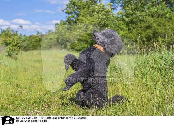 Royal Standard Poodle / SST-24010