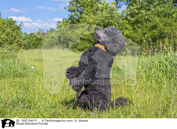 Royal Standard Poodle / SST-24011
