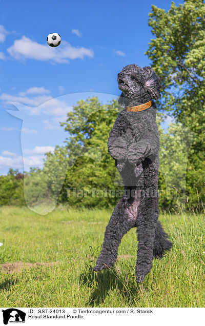 Kleinpudel / Royal Standard Poodle / SST-24013