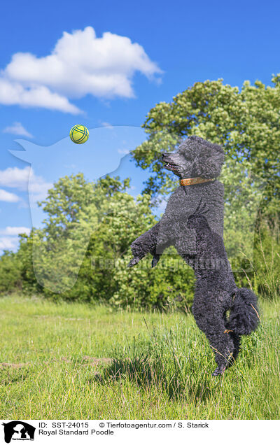 Kleinpudel / Royal Standard Poodle / SST-24015